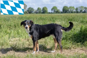 Scopri di più sull'articolo Allevatore di cani da montagna dell’Appenzell e cuccioli in Baviera