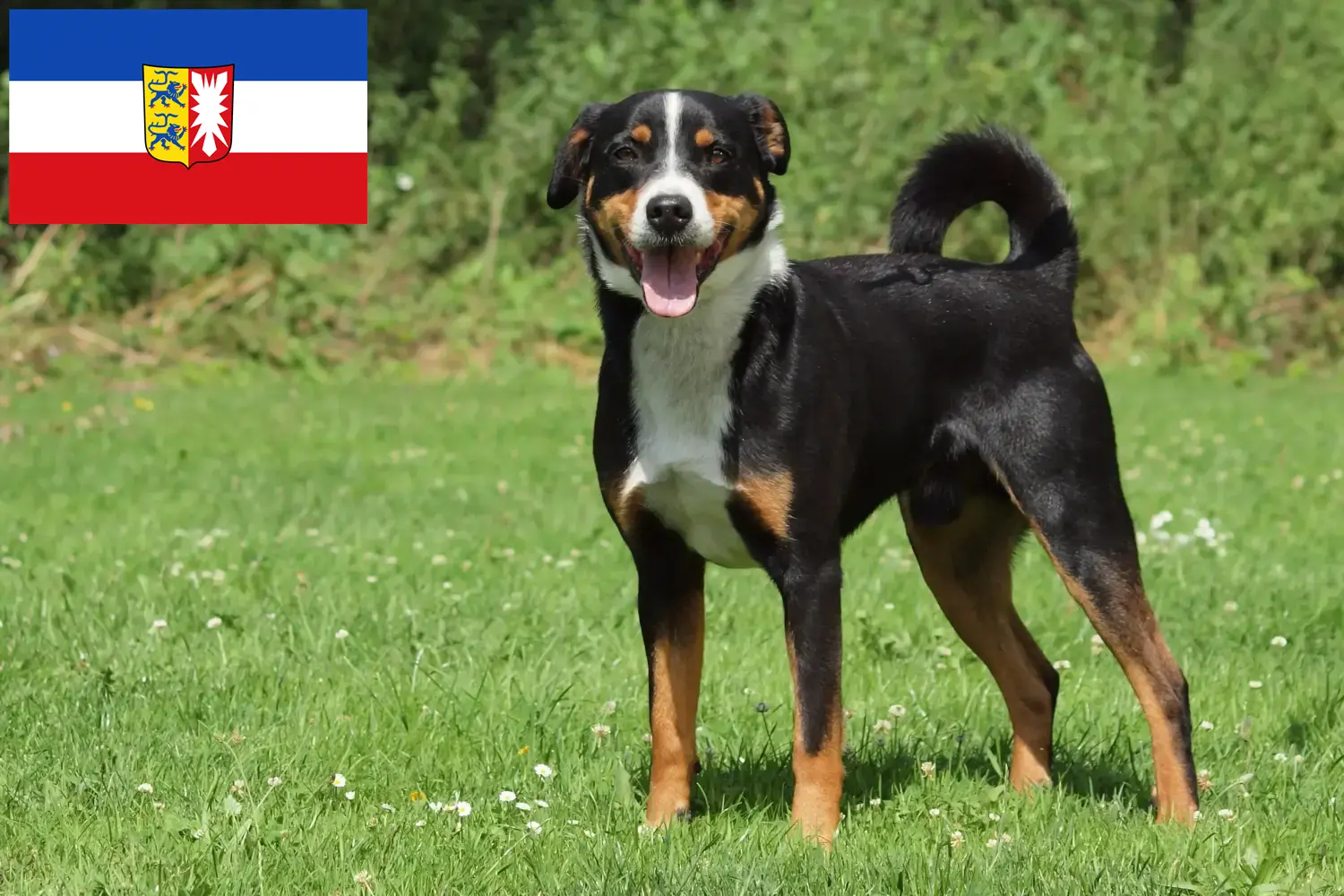 Scopri di più sull'articolo Allevatore di cani da montagna Appenzell e cuccioli in Schleswig-Holstein