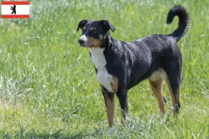 Scopri di più sull'articolo Allevatore di cani da montagna dell’Appenzello e cuccioli a Berlino