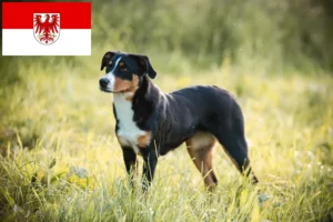 Scopri di più sull'articolo Allevatore di cani da montagna Appenzell e cuccioli a Brandeburgo