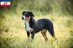 Scopri di più sull'articolo Allevatore di cani da montagna dell’Appenzello e cuccioli in Meclemburgo-Pomerania Anteriore