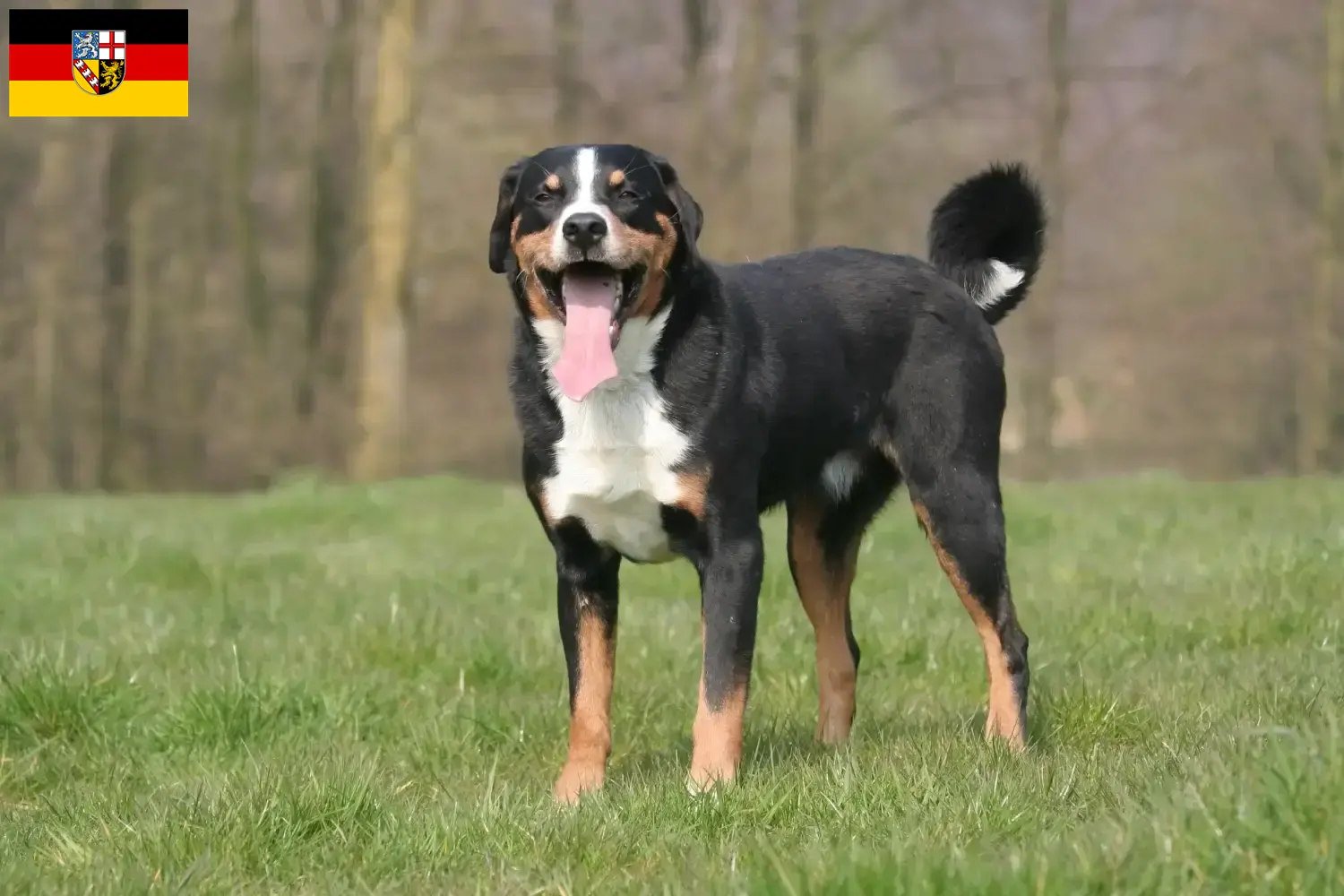 Scopri di più sull'articolo Allevatore di cani da montagna Appenzell e cuccioli in Saarland