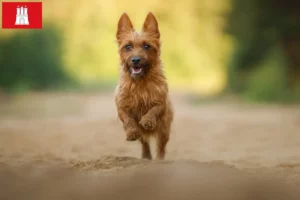 Scopri di più sull'articolo Allevatori e cuccioli di Australian Terrier a Amburgo