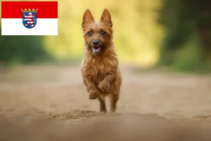 Scopri di più sull'articolo Allevatori di Australian Terrier e cuccioli in Hessen