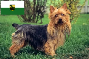 Scopri di più sull'articolo Allevatori di Australian Terrier e cuccioli in Sassonia