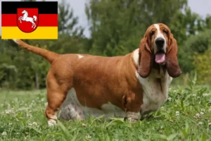 Scopri di più sull'articolo Allevatori di Basset Hound e cuccioli in Bassa Sassonia