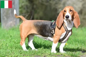 Scopri di più sull'articolo Allevatori di Basset Hound e cuccioli in Italia