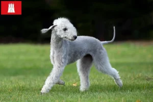 Scopri di più sull'articolo Allevatori di Bedlington Terrier e cuccioli a Amburgo