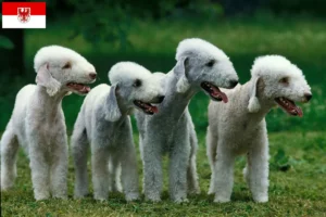 Scopri di più sull'articolo Allevatori di Bedlington Terrier e cuccioli a Brandeburgo