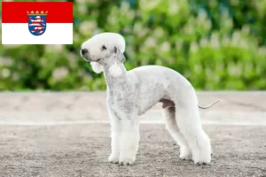 Scopri di più sull'articolo Allevatori di Bedlington Terrier e cuccioli in Assia