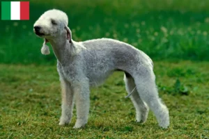 Scopri di più sull'articolo Allevatori di Bedlington Terrier e cuccioli in Italia