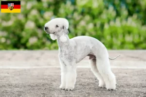 Scopri di più sull'articolo Allevatori di Bedlington Terrier e cuccioli in Saarland