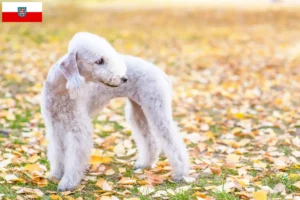 Scopri di più sull'articolo Allevatori di Bedlington Terrier e cuccioli in Turingia