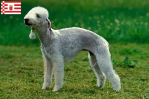 Scopri di più sull'articolo Allevatori di Bedlington Terrier e cuccioli a Bremen