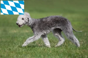 Scopri di più sull'articolo Allevatori e cuccioli di Bedlington Terrier in Baviera