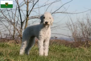 Scopri di più sull'articolo Allevatori di Bedlington Terrier e cuccioli in Sassonia