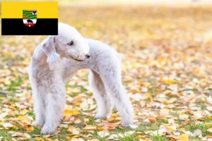 Scopri di più sull'articolo Allevatori di Bedlington Terrier e cuccioli in Sassonia-Anhalt