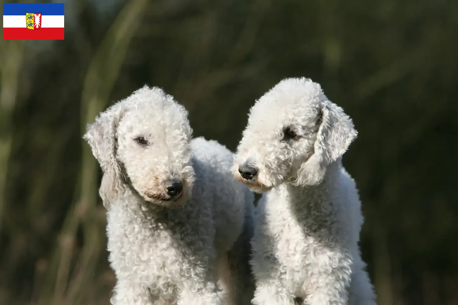 Scopri di più sull'articolo Allevatori di Bedlington Terrier e cuccioli in Schleswig-Holstein