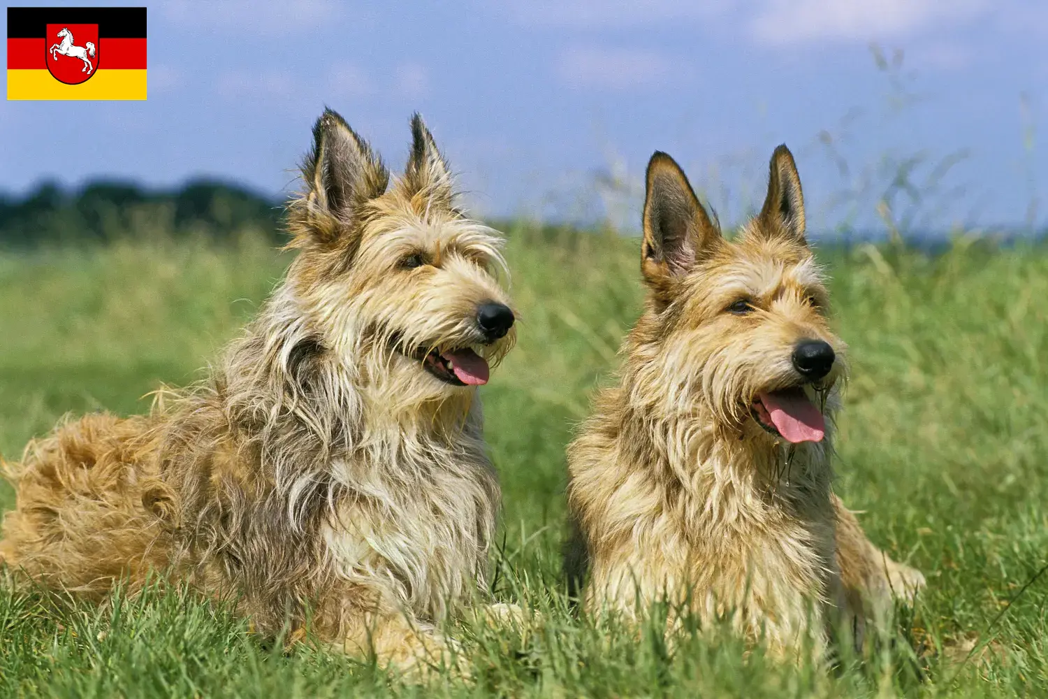 Scopri di più sull'articolo Allevatori di Berger de Picardie e cuccioli in Bassa Sassonia