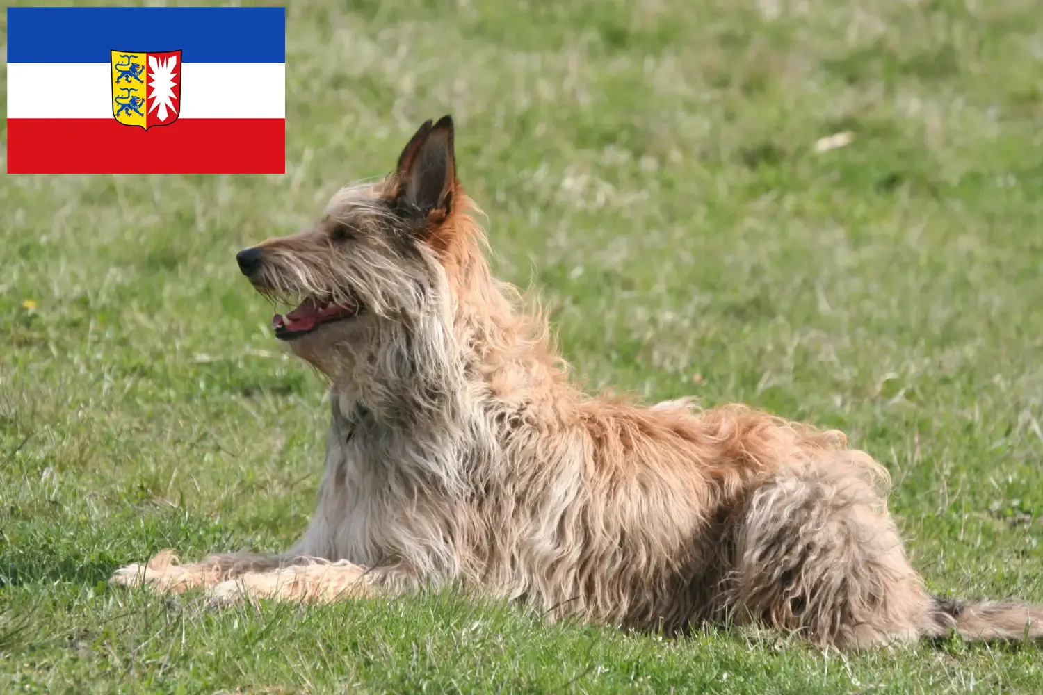 Scopri di più sull'articolo Allevatori e cuccioli di Berger de Picardie in Schleswig-Holstein