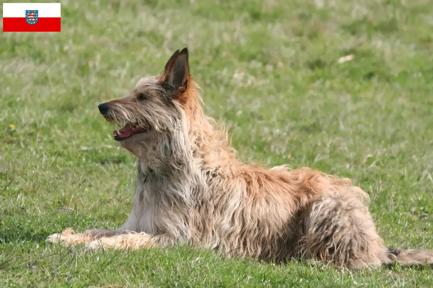 Scopri di più sull'articolo Berger de Picardie allevatori e cuccioli in Turingia