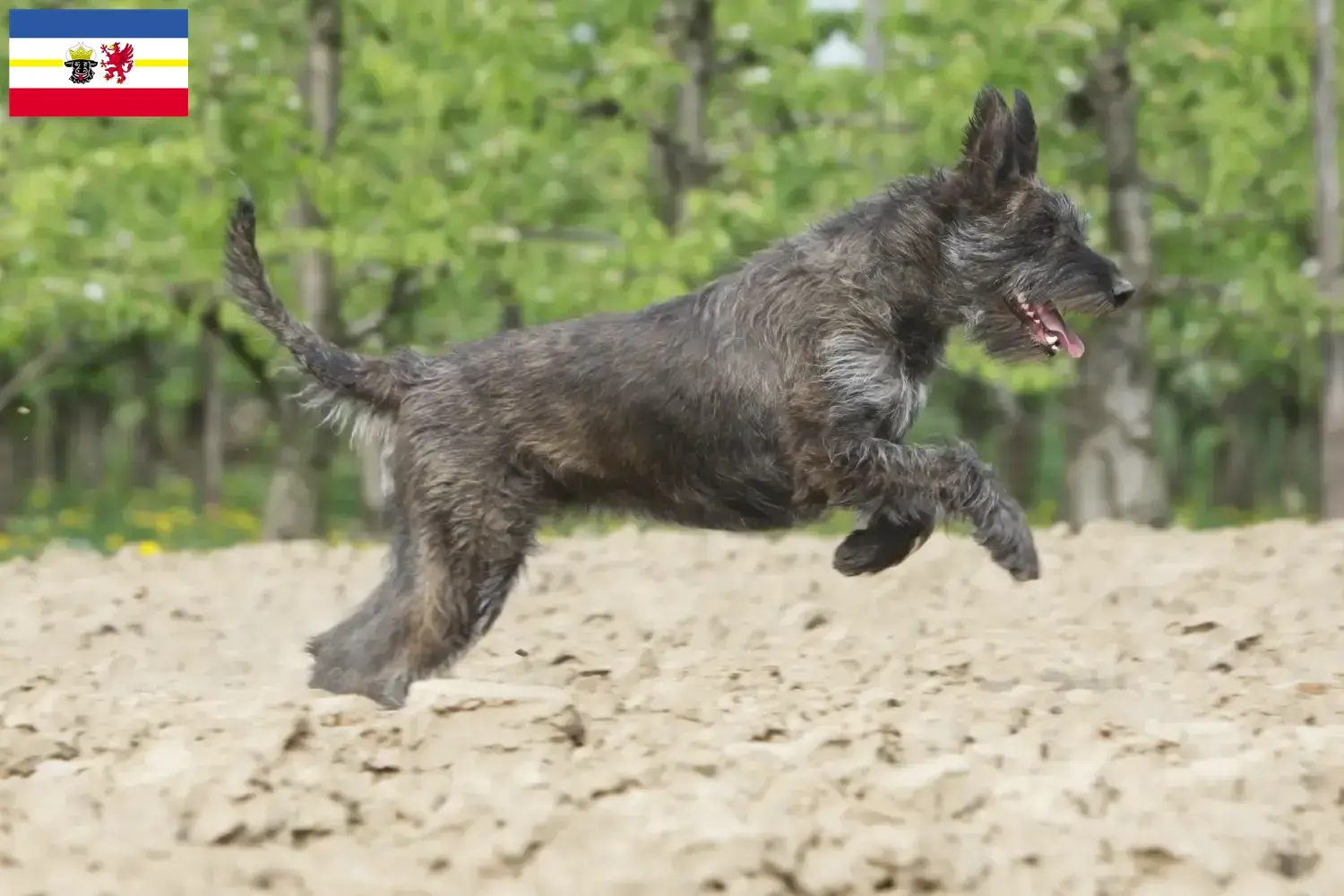 Scopri di più sull'articolo Allevatori e cuccioli di Berger de Picardie in Meclemburgo-Pomerania Anteriore