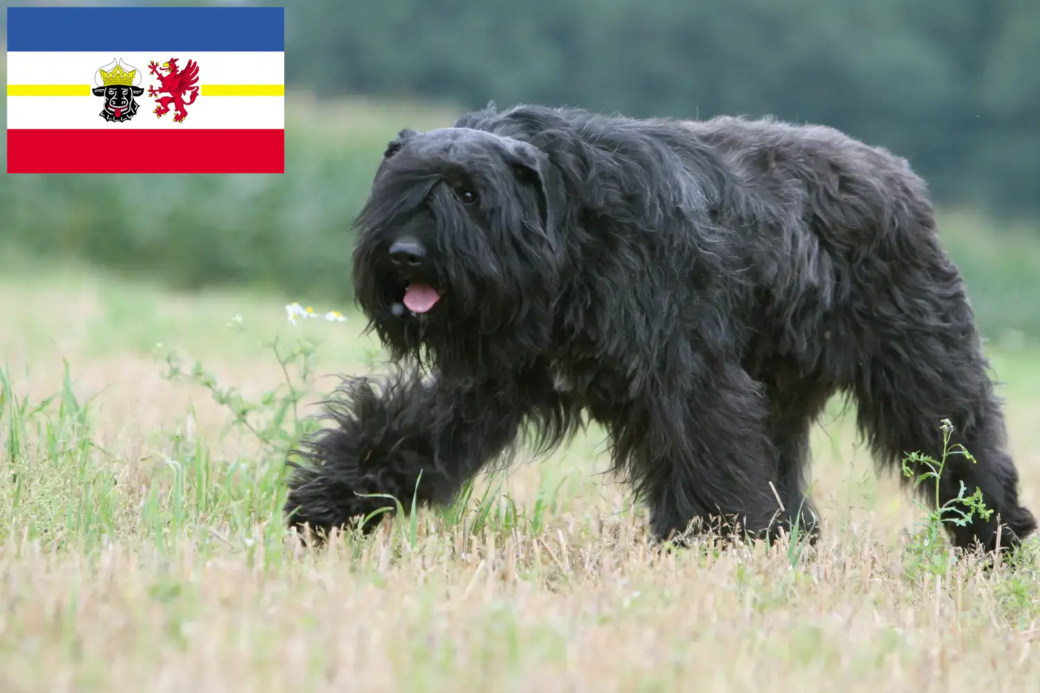 Scopri di più sull'articolo Allevatori di Bouvier des Flandres e cuccioli in Mecklenburg-Vorpommern