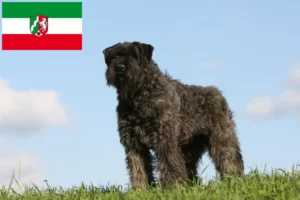 Scopri di più sull'articolo Allevatori di Bouvier des Flandres e cuccioli in Nord Reno-Westfalia