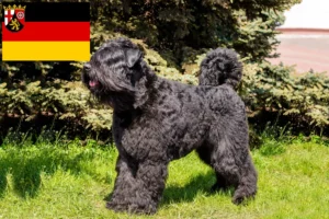 Scopri di più sull'articolo Allevatori di Bouvier des Flandres e cuccioli in Renania-Palatinato