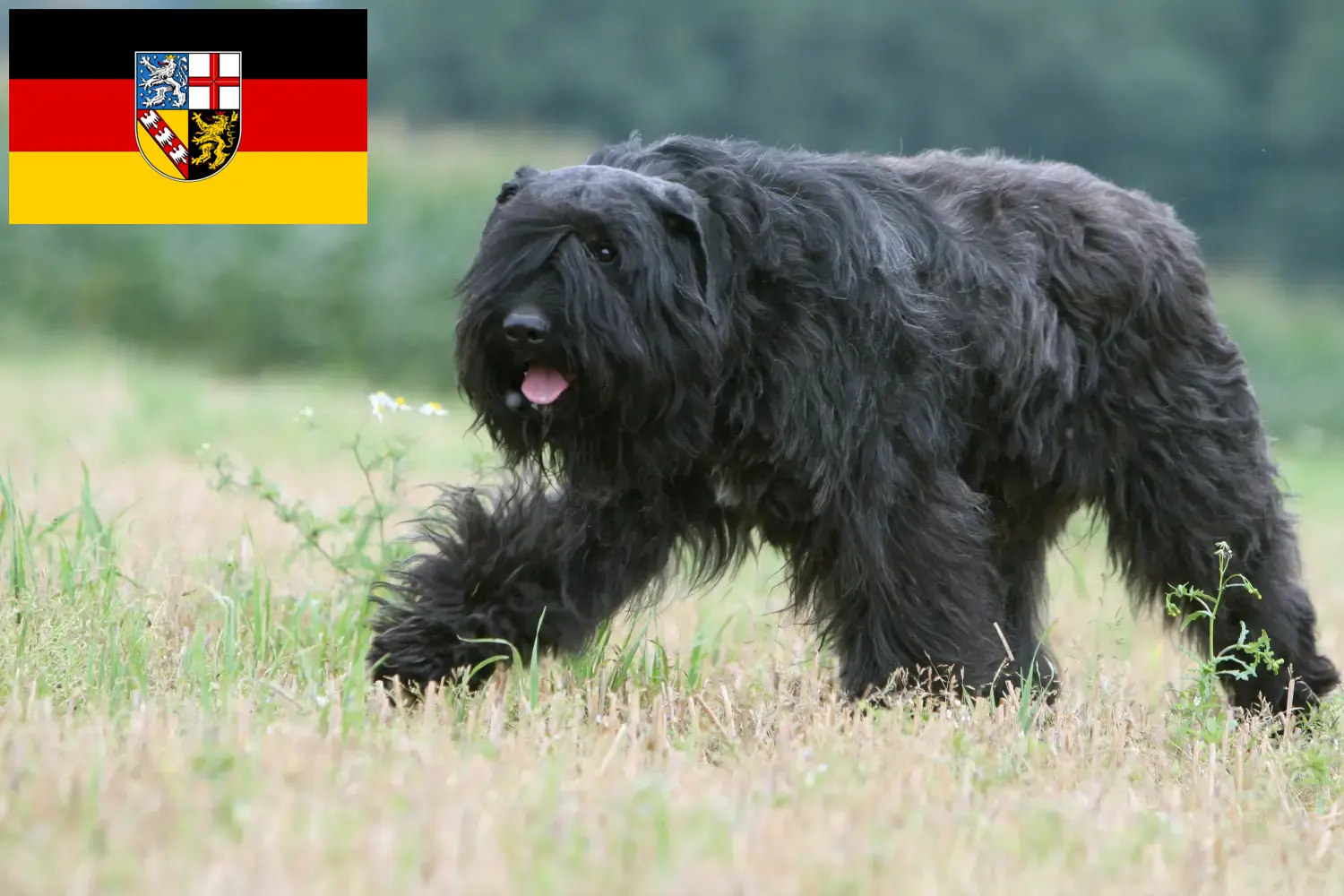 Scopri di più sull'articolo Allevatori di Bouvier des Flandres e cuccioli in Saarland