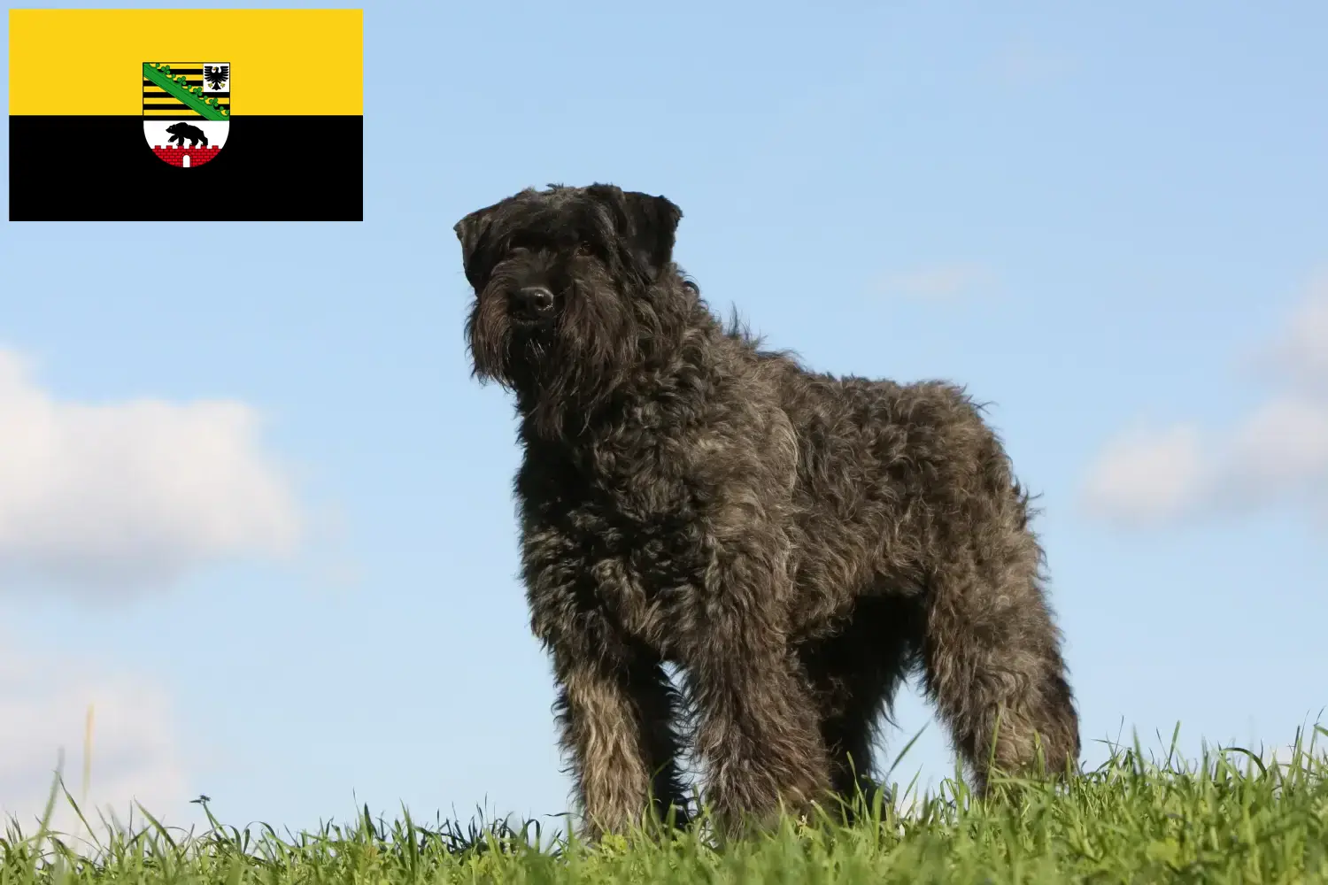 Scopri di più sull'articolo Allevatori di Bouvier des Flandres e cuccioli in Sassonia-Anhalt