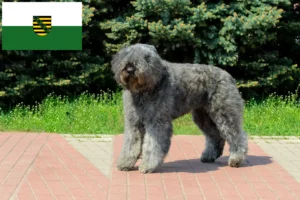 Scopri di più sull'articolo Allevatori di Bouvier des Flandres e cuccioli in Sassonia