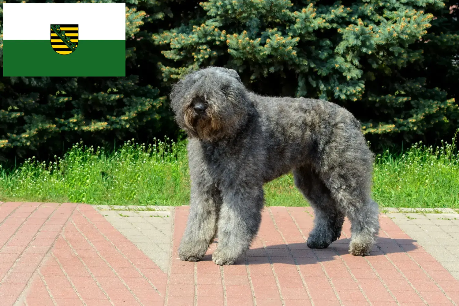 Scopri di più sull'articolo Allevatori di Bouvier des Flandres e cuccioli in Sassonia