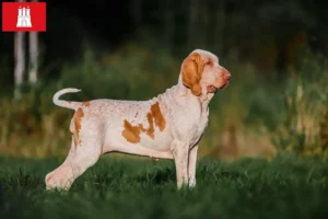 Scopri di più sull'articolo Allevatori di Bracco Italiano e cuccioli a Amburgo