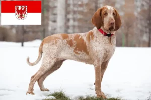 Scopri di più sull'articolo Allevatori di Bracco Italiano e cuccioli a Brandeburgo