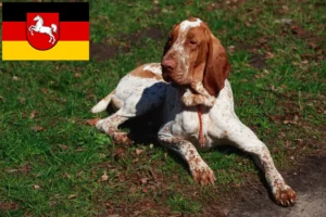 Scopri di più sull'articolo Allevatori di Bracco Italiano e cuccioli in Bassa Sassonia