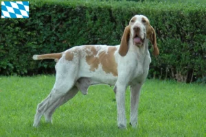 Scopri di più sull'articolo Allevatori di Bracco Italiano e cuccioli in Baviera