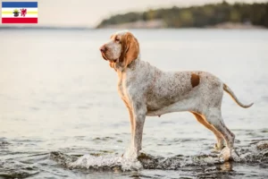 Scopri di più sull'articolo Allevatori e cuccioli di Bracco Italiano in Meclemburgo-Pomerania Anteriore