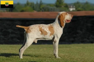 Scopri di più sull'articolo Allevatori e cuccioli di Bracco Italiano in Sassonia-Anhalt