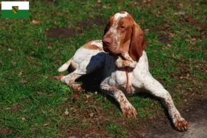 Scopri di più sull'articolo Allevatori di Bracco Italiano e cuccioli in Sassonia