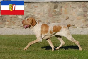 Scopri di più sull'articolo Allevatori di Bracco Italiano e cuccioli in Schleswig-Holstein