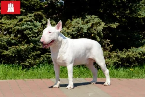 Scopri di più sull'articolo Allevatori di Bull Terrier e cuccioli a Amburgo