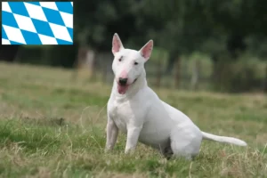 Scopri di più sull'articolo Allevatori di Bull Terrier e cuccioli in Baviera