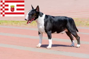 Scopri di più sull'articolo Allevatori di Bull Terrier e cuccioli a Brema