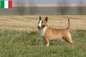 Scopri di più sull'articolo Allevatori di Bull Terrier e cuccioli in Italia