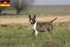 Scopri di più sull'articolo Allevatori di Bull Terrier e cuccioli in Saarland