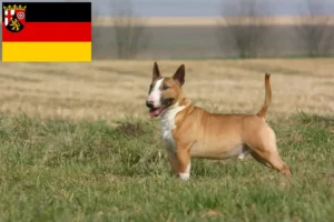 Scopri di più sull'articolo Allevatori di Bull Terrier e cuccioli in Renania-Palatinato