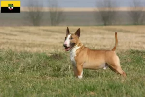 Scopri di più sull'articolo Allevamenti di Bull Terrier e cuccioli in Sassonia-Anhalt