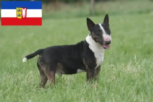 Scopri di più sull'articolo Allevatori di Bull Terrier e cuccioli a Schleswig-Holstein