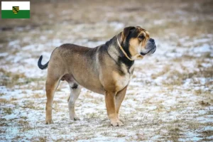 Scopri di più sull'articolo Allevatori di Ca de Bou e cuccioli in Sassonia